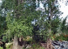 DSCF0628